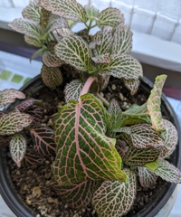 Fittonia