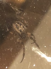 Larinioides