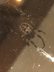 Larinioides