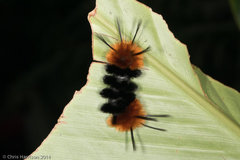 Turuptiana obliqua