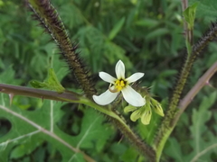 Solanum grayi