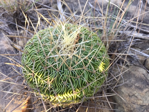 Stenocactus multicostatus