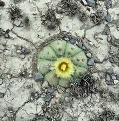 Astrophytum asterias