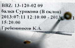 Stygnocorisella mayeti