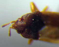 Stygnocorisella mayeti