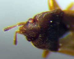 Stygnocorisella mayeti