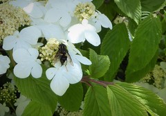 Helophilus antipodus