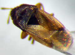 Stygnocorisella mayeti