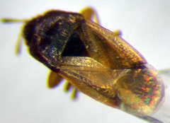 Stygnocorisella mayeti