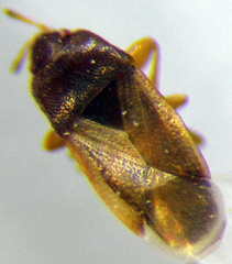 Stygnocorisella mayeti