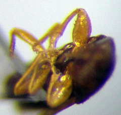 Stygnocorisella mayeti