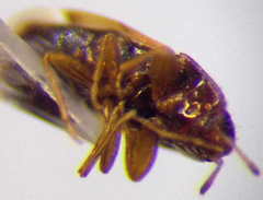 Stygnocorisella mayeti