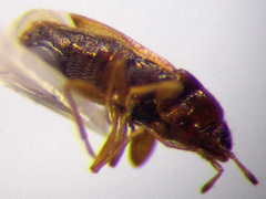 Stygnocorisella mayeti