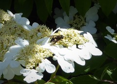 Helophilus antipodus