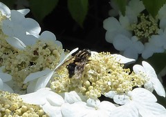 Helophilus antipodus