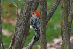 Melanerpes carolinus