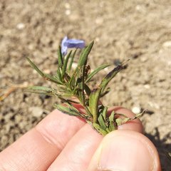 Salvia jaimehintoniana
