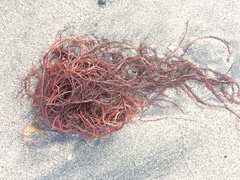 Gracilariaceae