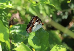 Moduza procris neutra