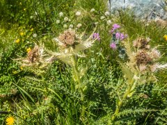 Cirsium spinosissimum
