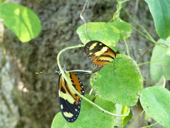 Mechanitis lysimnia nesaea