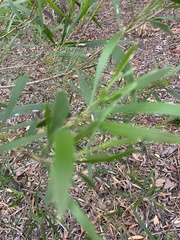 Acacia maidenii