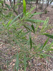 Acacia maidenii
