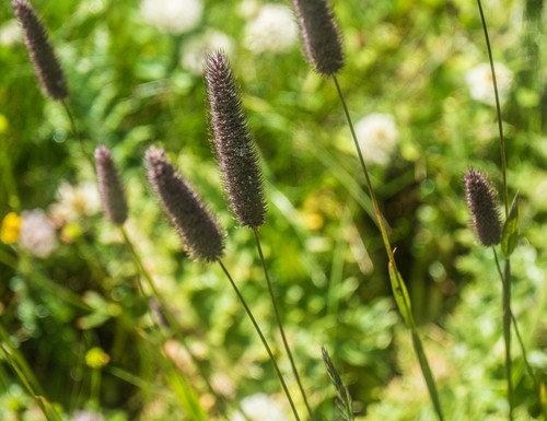 Phleum alpinum ssp. rhaeticum