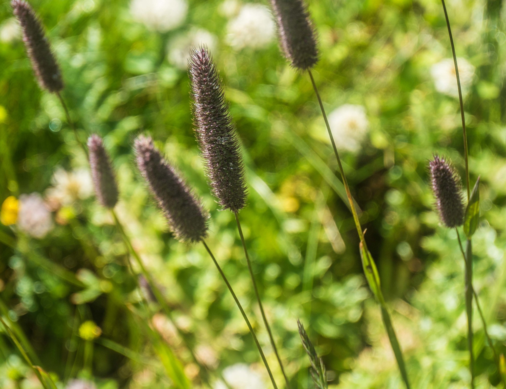 Phleum alpinum ssp. rhaeticum