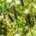 Phleum alpinum rhaeticum - Photo (c) daviddelgiudice, some rights reserved (CC BY-NC), uploaded by daviddelgiudice