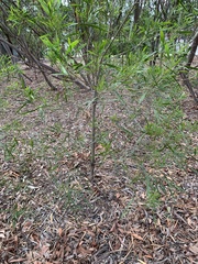 Acacia maidenii