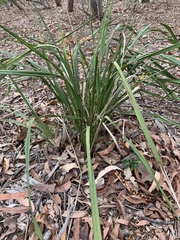 Dianella brevipedunculata