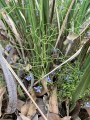Dianella brevipedunculata