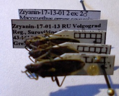 Maccevethus caucasicus