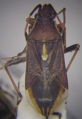 Maccevethus caucasicus