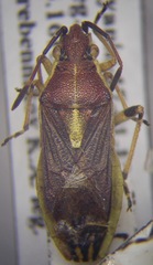 Maccevethus caucasicus