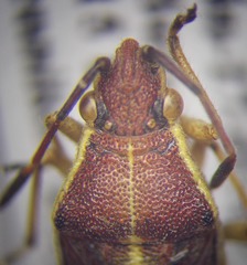 Maccevethus caucasicus