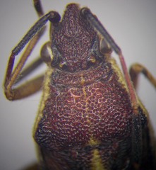 Maccevethus caucasicus