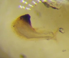 Maccevethus caucasicus