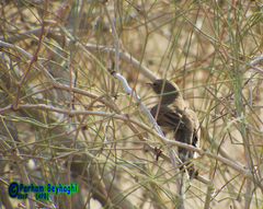 Curruca communis