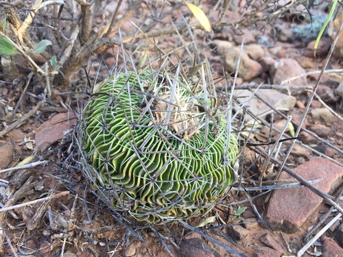 Stenocactus multicostatus