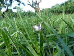 Mestra hersilia
