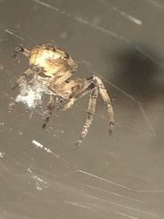 Araneinae
