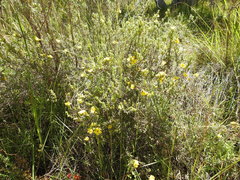 Hibbertia crinita