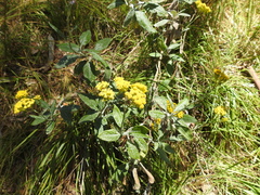 Senecio hypoleucus