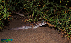 Teratoscincus keyserlingii