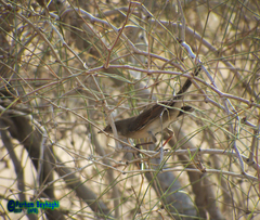 Curruca communis