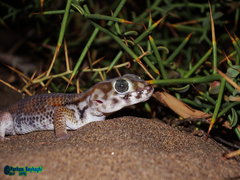 Teratoscincus keyserlingii