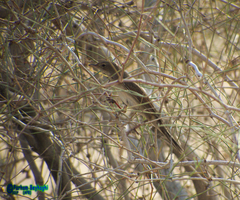 Curruca communis