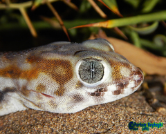 Teratoscincus keyserlingii